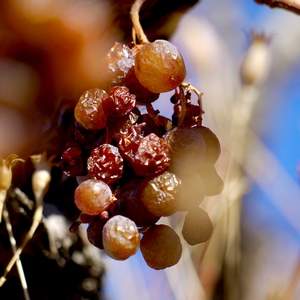 Grappe de raisins sur-mûri  - France  - collection de photos clin d'oeil, catégorie plantes